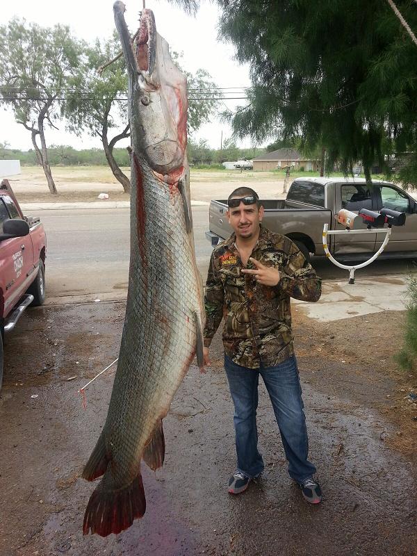 Gar Pike Page 3 Michigan Sportsman Online Michigan Hunting and